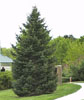 Evergreen Tree