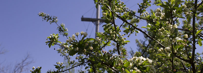 Trees and power lines