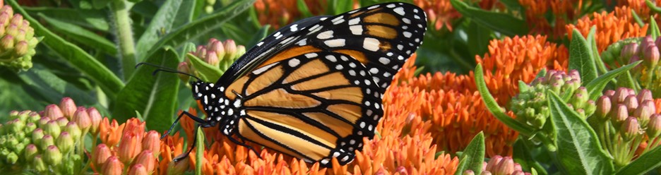 Butterfly in natural habitat image