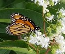 Butterfly image