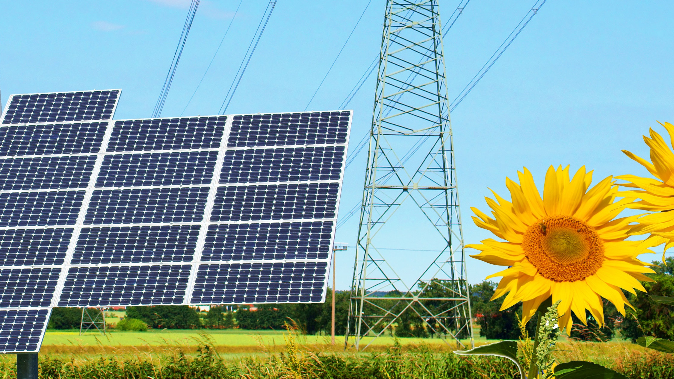 Solar panels, transmission lines and sunflowers