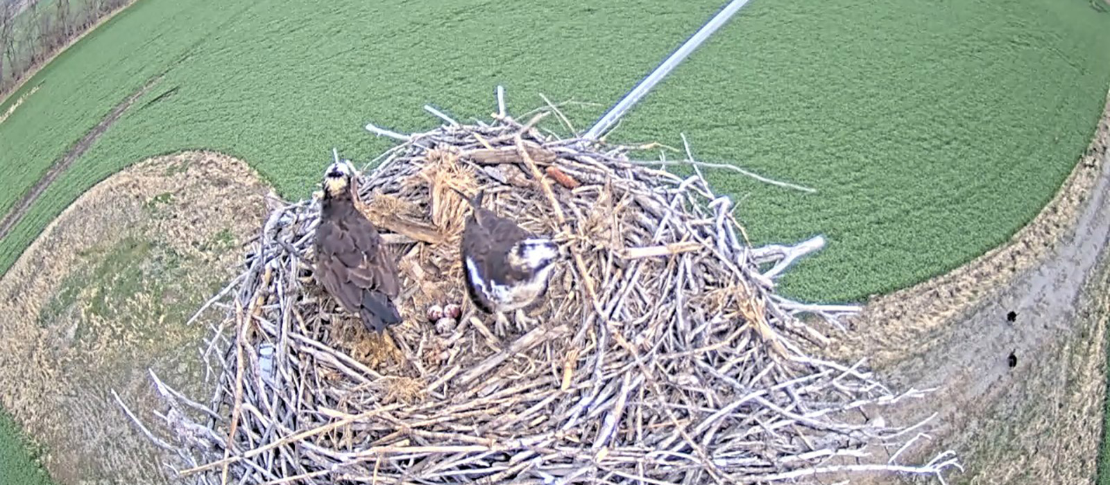 Osprey nest image